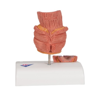 3B Scientific Frontal-Section Rectum Model with Haemorrhoids